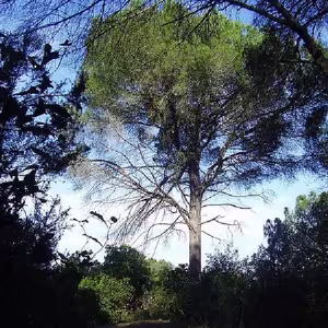 Limpieza de bosques