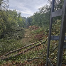 Limpieza de vegetación de líneas eléctricas