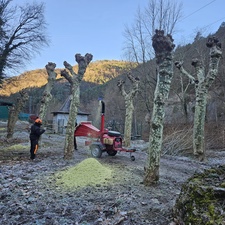 Tala y poda de árboles