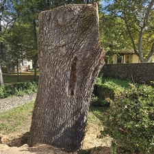 Tala y poda de árboles