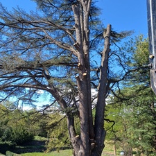 Tala y poda de árboles