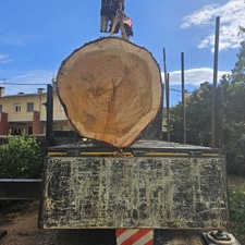 Tala y poda de árboles