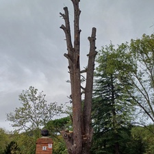 Tala y poda de árboles