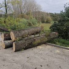 Tala y poda de árboles