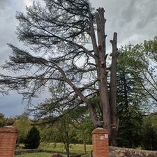 Tala y poda de árboles