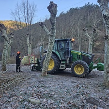 Tala y poda de árboles