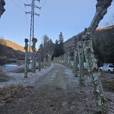 Tala y poda de árboles