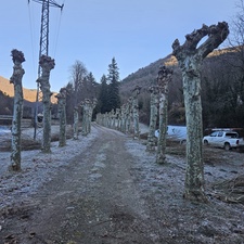 Tala y poda de árboles