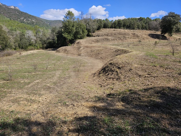 Neteja de Masies manteniment forestal
