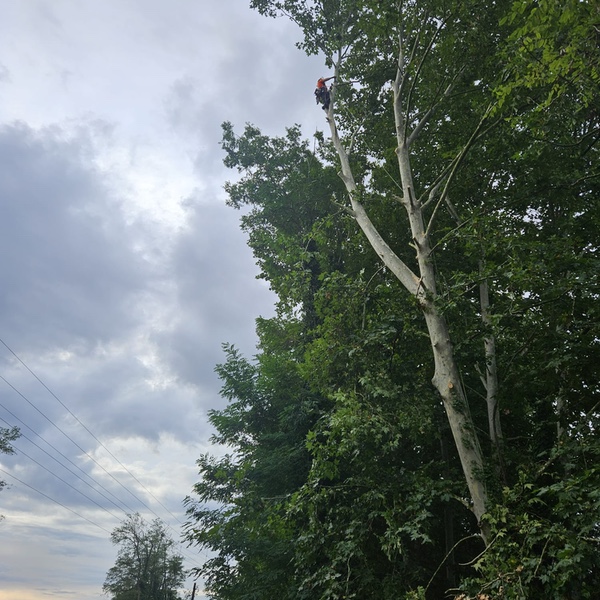 Poda en alçada a Girona
