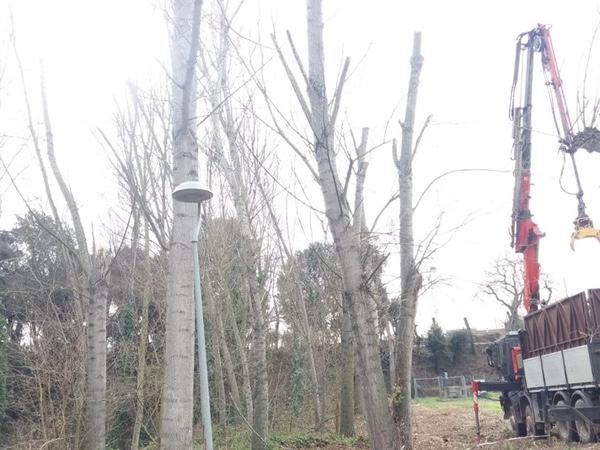 Tala i poda d'arbustos a Olot