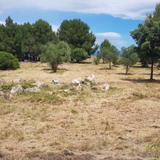 Limpieza de bosques