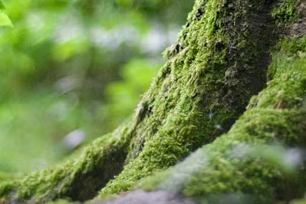 Neteges Forestals David