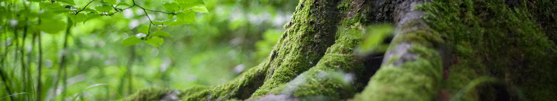 Neteges Forestals David